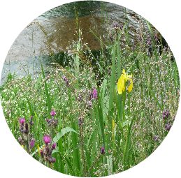 Bankside vegetation