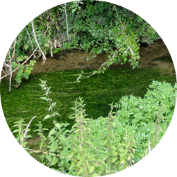 Canons Brook restoration