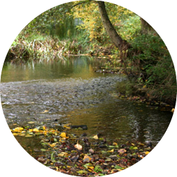 Pincey Brook restoration